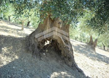 Foto 9 - Terreno edificabile fonte nuova, Guardialfiera - foto 9