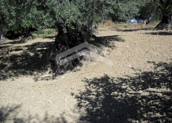 Foto 10 - Terreno edificabile fonte nuova, Guardialfiera - foto 10