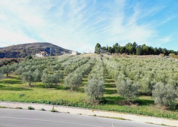 Foto 1 - Terreno agricolo Guardialfiera - foto 1