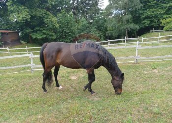 Non correlato - Villa Frazione Cà de Monti
 
17, Gavirate - foto 24