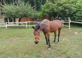 Non correlato - Villa Frazione Cà de Monti
 
17, Gavirate - foto 26