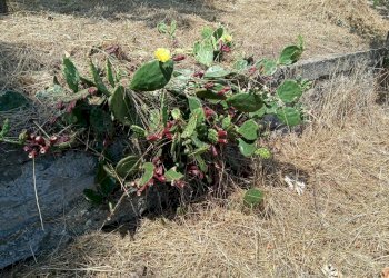 Terreno - Villa via Europa, 57, Rubiana - foto 40