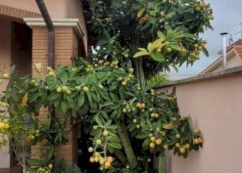 Giardino - Villa largo Marmore, Ardea - foto 5