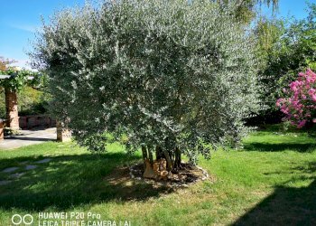 Independent house hamlet Serra, Buttigliera d'Asti - photo 17
