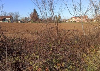 Terreno edificabile Via Circonvallazione, Carrù - foto 4