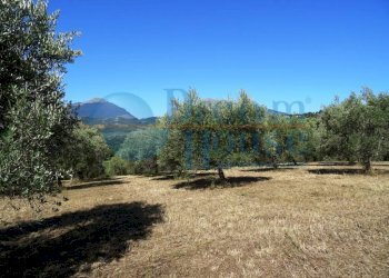 Foto 2 - Terreno agricolo Fraz. Molviano, Campli - foto 2