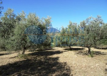 Foto 6 - Terreno agricolo Fraz. Molviano, Campli - foto 6