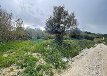 Foto 9 - Agricultural land via palmisano, Silvi - photo 9