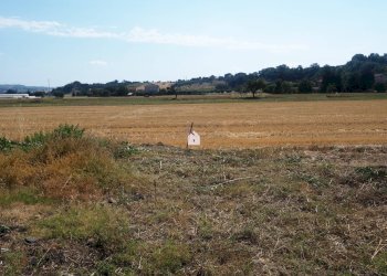 Foto 15 - Terreno edificabile Via Le Conce, Corridonia - foto 6