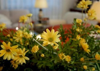 Foto 14 - Villa VIA PISORNO
 
14, Pisa - foto 14