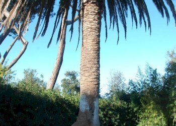 Foto 37 - Villa VIA PISORNO
 
14, Pisa - foto 37