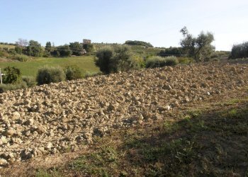 Foto 3 - Terreno agricolo Monsampolo del Tronto - foto 3