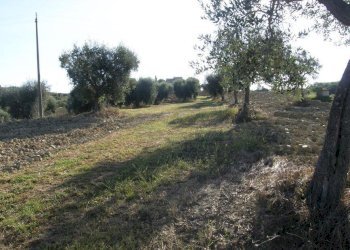 Foto 4 - Terreno agricolo Monsampolo del Tronto - foto 4