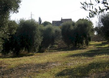 Foto 5 - Terreno agricolo Monsampolo del Tronto - foto 5