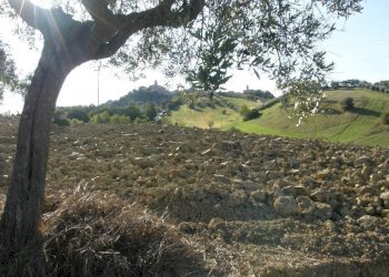 Foto 6 - Terreno agricolo Monsampolo del Tronto - foto 6