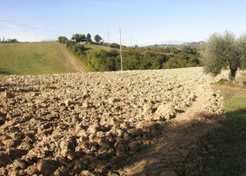 Foto 7 - Terreno agricolo Monsampolo del Tronto - foto 7