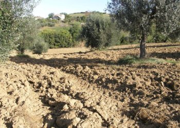 Foto 8 - Terreno agricolo Monsampolo del Tronto - foto 8
