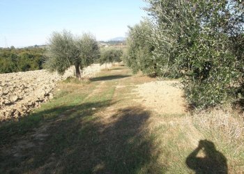 Foto 9 - Terreno agricolo Monsampolo del Tronto - foto 9