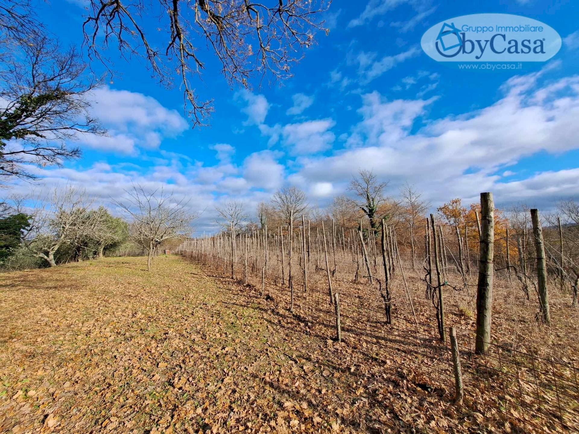 Foto 2 - Terreno agricolo Oriolo Romano, Oriolo Romano - foto 2