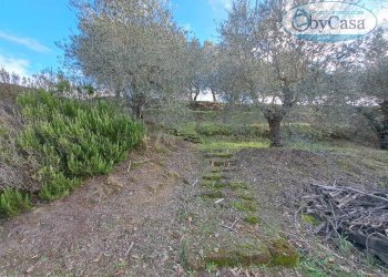 Foto 4 - Terreno agricolo Oriolo Romano, Oriolo Romano - foto 4