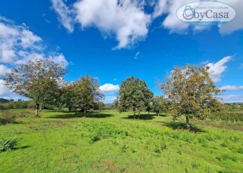 Foto 2 - Terreno agricolo Oriolo Romano, Oriolo Romano - foto 2