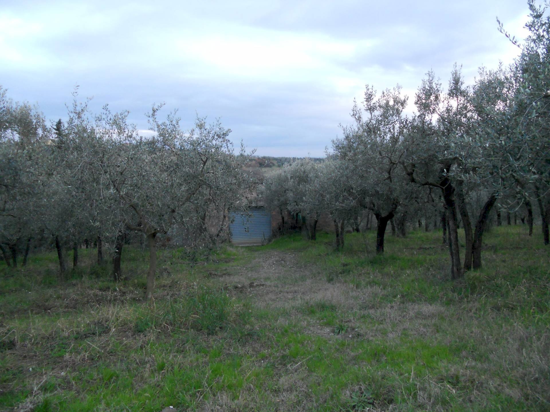 Foto 3 - Agricultural land Montespertoli - photo 3