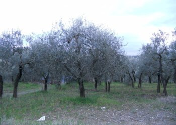 Foto 1 - Agricultural land Montespertoli - photo 1