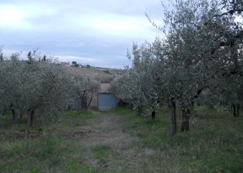 Foto 2 - Agricultural land Montespertoli - photo 2