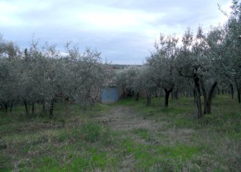 Foto 3 - Agricultural land Montespertoli - photo 3