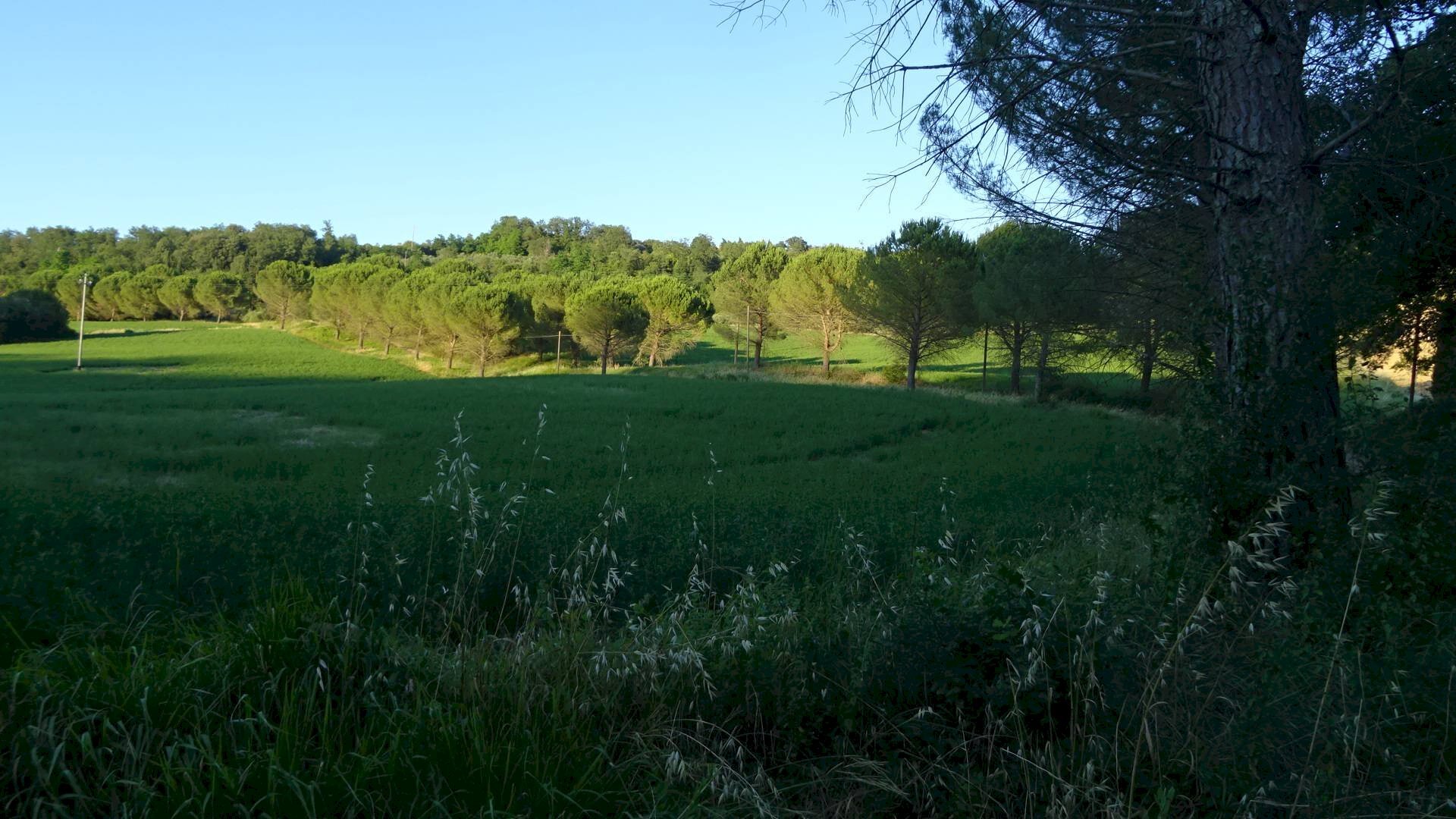 Foto 3 - Azienda agricola Montespertoli - foto 3