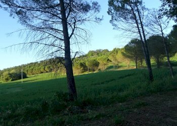 Foto 2 - Azienda agricola Montespertoli - foto 2