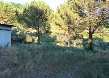 Foto 8 - Azienda agricola Montespertoli - foto 8