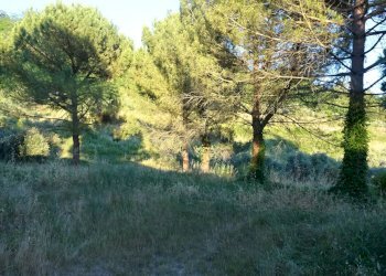 Foto 9 - Azienda agricola Montespertoli - foto 9