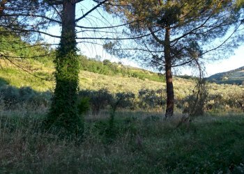 Foto 10 - Azienda agricola Montespertoli - foto 10