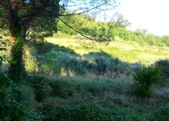 Foto 11 - Azienda agricola Montespertoli - foto 11