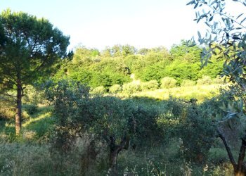 Foto 16 - Azienda agricola Montespertoli - foto 16