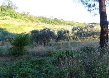 Foto 19 - Azienda agricola Montespertoli - foto 19