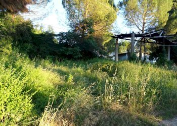 Foto 25 - Azienda agricola Montespertoli - foto 25