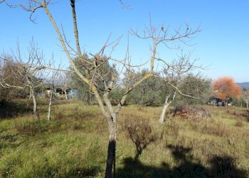 Foto 16 - Rustico Montespertoli - foto 16