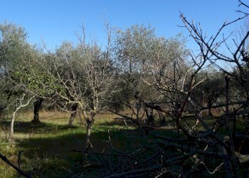 Foto 17 - Rustico Montespertoli - foto 17