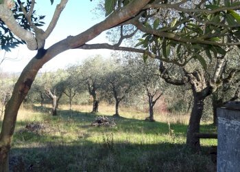 Foto 18 - Rustico Montespertoli - foto 18