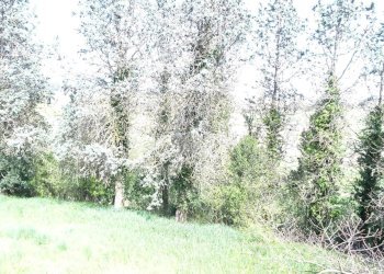 Foto 18 - Rustico Empoli - foto 18