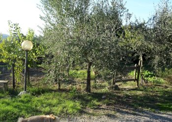 Foto 5 - Rustico Montespertoli - foto 5