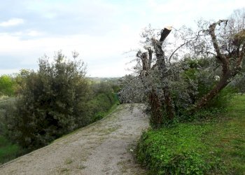 Foto 9 - Rustico Montespertoli - foto 9