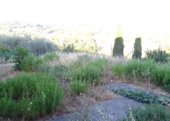 Foto 13 - Rustico Barberino Tavarnelle - foto 13