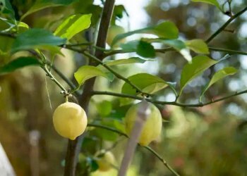 Foto 20 - Villa Montespertoli - foto 20