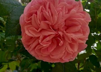 Foto 21 - Villa Montespertoli - foto 21