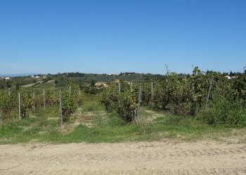 Foto 6 - Azienda agricola Montespertoli - foto 6