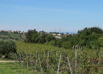 Foto 7 - Azienda agricola Montespertoli - foto 7