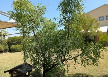 Foto 29 - Rustic Castelfiorentino - photo 29